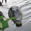 Remote Control Crocodile Head