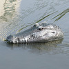 Remote Control Crocodile Head