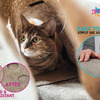 Ripple Rug - Interactive Cat Activity Mat