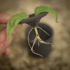 rootcup - Grow New Plants From Plant Cuttings