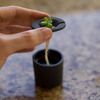 rootcup - Grow New Plants From Plant Cuttings