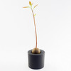 rootcup - Grow New Plants From Plant Cuttings