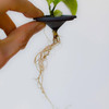 rootcup - Grow New Plants From Plant Cuttings