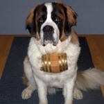 Saint Bernard Miniature Barrel Dog Collars
