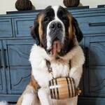Saint Bernard Miniature Barrel Dog Collars