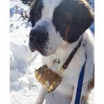 Saint Bernard Miniature Barrel Dog Collars