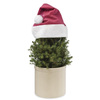 Santa Hats For Plants