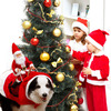 Santa Riding a Dog Costume