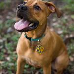Scooby-Doo Dog Tag