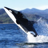 Seabreacher Y - Killer Whale Personal Submarine