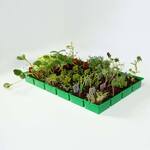 Seed Advent Calendar - Vegetables, Herbs, Flowers, and a Greenhouse