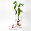 Seed Guard - Avocado Seed Growing Life Preserver