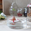 Seed Guard - Avocado Seed Growing Life Preserver