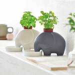 Self-Watering Elephant Planters with Trunks That Wick Up Water