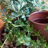 Self-Watering Herb and Succulent Planter