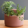 Self-Watering Herb and Succulent Planter