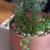Self-Watering Herb and Succulent Planter