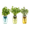 Self-Watering Mason Jar Indoor Herb Garden
