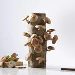 Shiitake Mushroom Log
