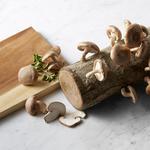 Shiitake Mushroom Log