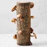 Shiitake Mushroom Log Kit