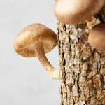 Shiitake Mushroom Log Kit