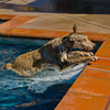 Skamper Ramp - Swimming Pool Pet Ramp