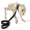 Skeleton Dog On Leash
