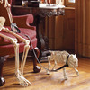 Skeleton Dog On Leash