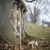 Skeleton Dog On Leash