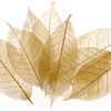SoapLeaves