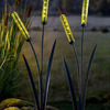 Solar Cattail Garden Stake