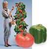 Space Age Bell Pepper or Tomato Plant Kit