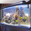 Spacearium - Elliptical Suspended Aquariums