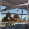Spacearium - Elliptical Suspended Aquariums