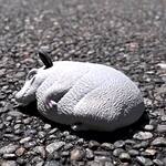 Splat Possum
