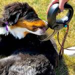 Spleash - Dog Leash Handle, Water Bottle, Flip-Out Bowl, and Sprayer