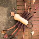 Spooky Halloween Spider Pumpkin Appendages