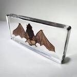 Spooky Real Bat Specimen Suspended in Resin