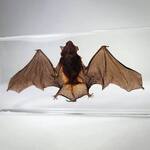 Spooky Real Bat Specimen Suspended in Resin