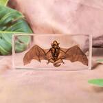 Spooky Real Bat Specimen Suspended in Resin