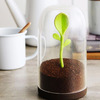 Sprout Jar - Coffee, Tea, and Spices Storage Container / Terrarium