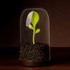 Sprout Jar - Coffee, Tea, and Spices Storage Container / Terrarium