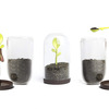 Sprout Jar - Coffee, Tea, and Spices Storage Container / Terrarium