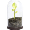 Sprout Jar - Coffee, Tea, and Spices Storage Container / Terrarium