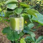 Square-Shaped Apple Molds