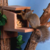 Squirrel Munch Box