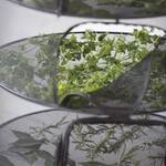 Stack!t - Collapsible Herb and Flower Drying Rack