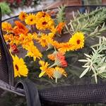 Stack!t - Collapsible Herb and Flower Drying Rack