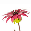 Steel Poppy, Sunflower, and Dahlia Garden Torches